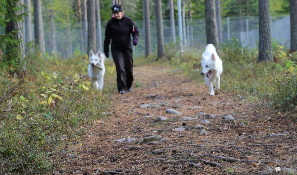 Gerbyn koirapuisto