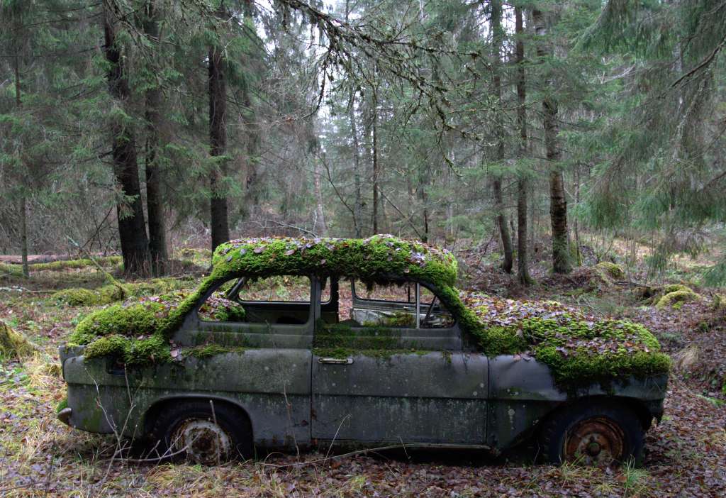 sammaloitunut auto metsässä