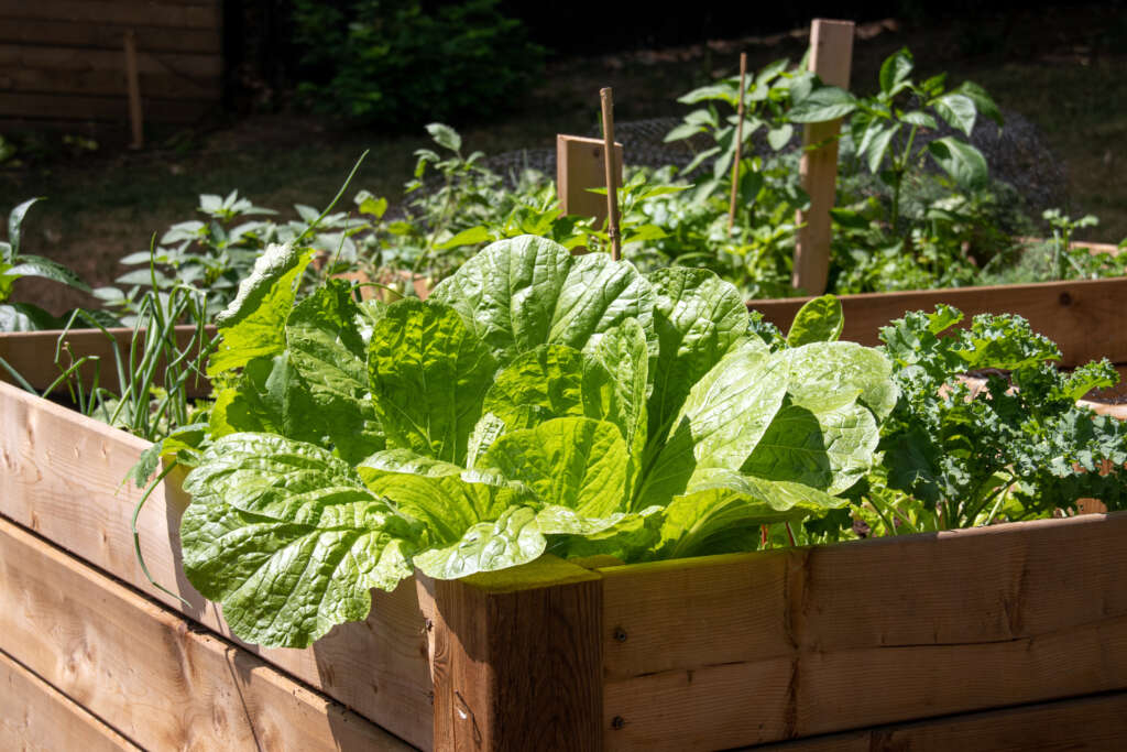 Cabbage in a raised bed box garden with kale and peppers at daytime sunlight.