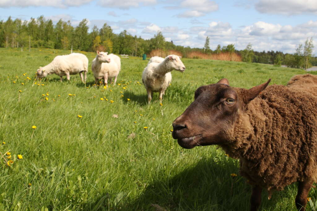 Fyra får på ängen.