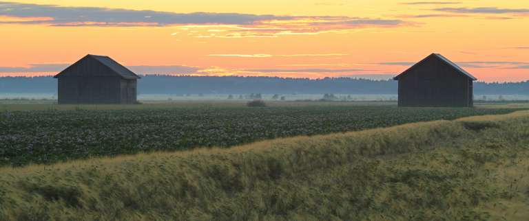 Peltomaisema ja auringonlasku