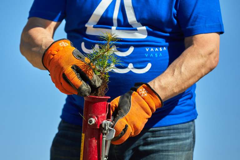 Plantering av plantor