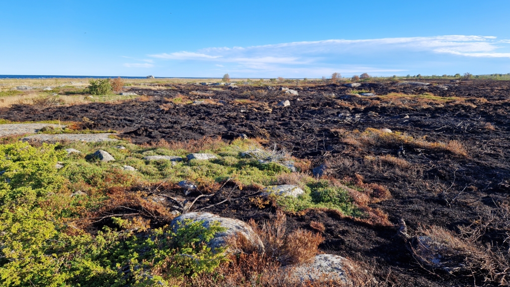 Östra Norrskär